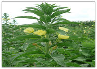月見草の有機性植物オイルの食品等級金黄色い色ISOの証明