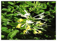 スイカズラの花の抗菌性の植物はクロロゲン酸5% CAS 327を97 9得ます