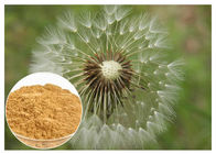 タンポポから得られるブラウンの粉の自然な反炎症性補足は定着します