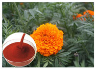 タベテス Erectaの花の自然な花は目の健康を防ぐ粉を得ます