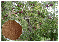 サプリメントのための抗菌性のPhloridizinりんごの木の根及び吠え声のエキス