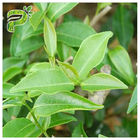 CAS 989は51 5 EGCGの緑茶のエキスの化粧品Epigallocatechinの没食子酸塩の原料を等級別にします