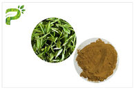 サプリメントの減量のための緑茶のポリフェノールの植物のエキスの粉95%