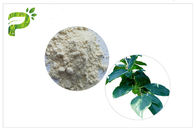 柿の葉の自然な植物のエキスのUrsolicの酸の粉の高性能液体クロマトグラフィー テスト方法