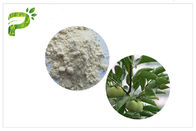 自然な植物のUrsolicの酸のエキス、CAS 77 52 1柿の葉の粉高い純度