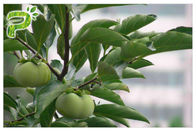 反蟹座のUrsolicの酸の粉、CAS 77 52 1つの柿の葉のエキスのサプリメント