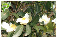 自然な化粧品の原料のツバキの乳化剤のためのOleiferaアベルの種のエキスの茶サポニン