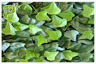ヘデラ・ヘリックスのHederacosideの植物のエキスの粉のキヅタの葉のエキスの御馳走咳および風邪