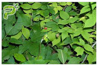 咳の御馳走純粋な草の補足のキヅタの葉のエキスのヘデラ・ヘリックスHederacoside 10%