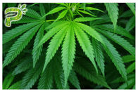 インド大麻のSativa麻の/Vapingのための必要で自然な植物のエキス オイルCBD Cannabidiol煙ること