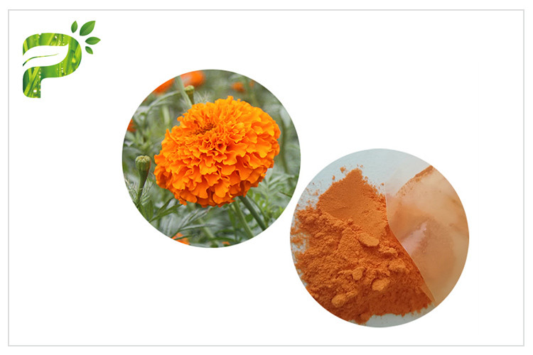 目の心配の自然な花はマリーゴールドの花から反酸化オレンジ赤の粉のルテインを得ます