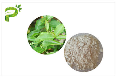 CAS 989 51 5 Egcgの緑の茶葉のエキス、減量のための緑茶の補足