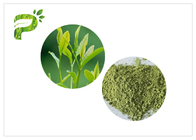 ツバキのSinensisの葉からのMatchaの緑茶の粉