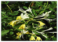 クロロゲン酸と冷たいスイカズラの花のエキスを、25%のロニケラのジャポニカのエキス扱うこと