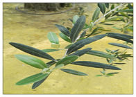 オレウロペインの高性能液体クロマトグラフィー テストが付いている自然なオリーブ色の葉のエキスの自然な原料