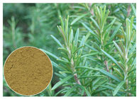 Ursolic化粧品CAS 77のための酸のローズマリーの草の植物のエキスの反酸化52 1