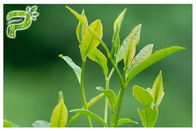 根本的な徴候のポリフェノール95%紫外線テストを防ぐ緑茶の植物のエキスの粉