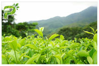 根本的な徴候のポリフェノール95%紫外線テストを防ぐ緑茶の植物のエキスの粉
