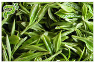 CAS 989 51 5 Egcgの緑の茶葉のエキス、減量のための緑茶の補足