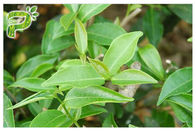 反酸化EGCG緑茶のエキス、薬剤の等級の自然な緑茶のエキス