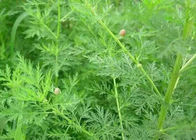 高性能液体クロマトグラフィーのAntimalaria Artemisia AnnuaはCAS 63968を64 9得る